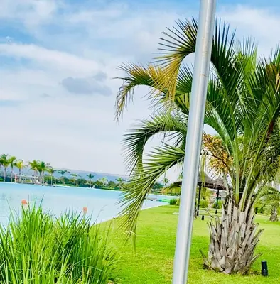 a palm tree next to a body of water at The Blyde 104 in Pretoria