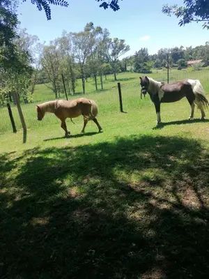 three horses standing in a field near a fence at Rural feeling Self Catering Next door to Sandton in Midrand