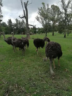 a group of ostriches standing in a field at Rural feeling Self Catering Next door to Sandton in Midrand