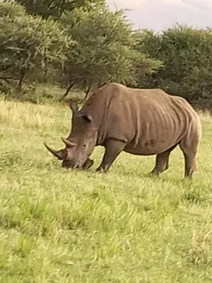 a rhino standing in a field of grass at Rock Cottage, Bela-Bela in Bela-Bela