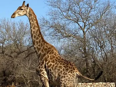 a giraffe standing in front of some trees at The Den at Kruger 3479 in Marloth Park