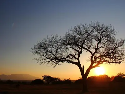 a silhouette of a tree in front of a sunset at Thornhill Safari Lodge in Hoedspruit