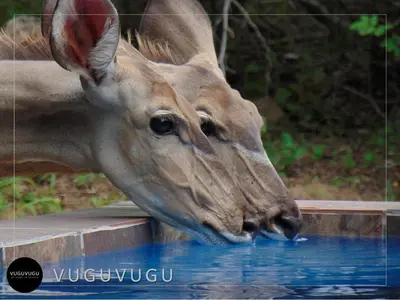 a giraffe drinking water from a pool of water at VuguVugu - At home in Africa in Marloth Park