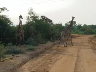 two giraffes walking across a dirt road at 636 Itaga Safari Lodge, Mabalingwe Nature Reserve in Mabula