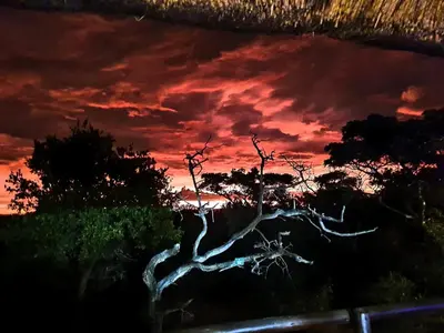 a painting of a tree with a red sky at 636 Itaga Safari Lodge, Mabalingwe Nature Reserve in Mabula
