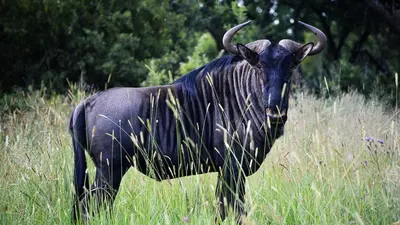 a black animal standing in a field of tall grass at Lodge @ Bankenkloof Private Game Reserve in Tierpoort