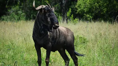 a black bull standing in a field of tall grass at Lodge @ Bankenkloof Private Game Reserve in Tierpoort