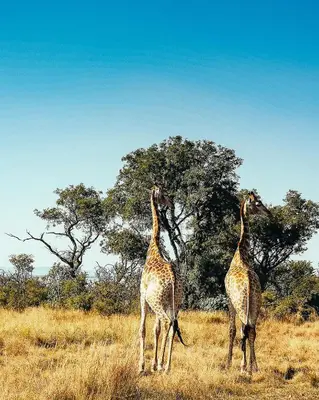 two giraffes standing in a field with trees at Lodge @ Bankenkloof Private Game Reserve in Tierpoort
