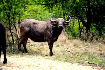 a bull with horns standing on a dirt road at Buffalo House @Bankenkloof Private Game Reserve in Tierpoort