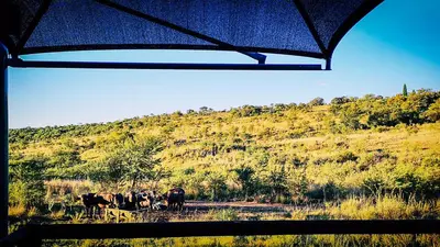 a group of cows in a field with a hill at Buffalo House @Bankenkloof Private Game Reserve in Tierpoort