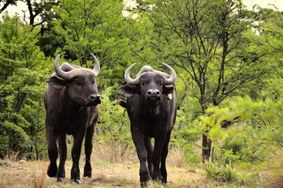 two cows with horns walking in a field at Buffalo House @Bankenkloof Private Game Reserve in Tierpoort