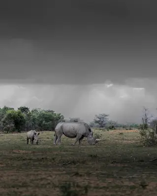 two rhinos walking in a field of grass at Sediba Luxury Safari Lodge in Welgevonden Game Reserve