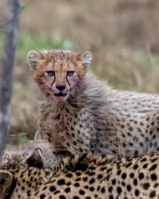 a cheetah cub sitting on the back of its mother at Sediba Luxury Safari Lodge in Welgevonden Game Reserve