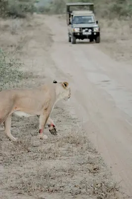 a lion standing on the side of a road with a car at Moditlo River Lodge in Hoedspruit