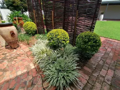 a garden with a bunch of plants and a fire hydrant at Jasmine Guest Cottage in Benoni