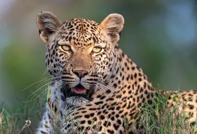 a leopard laying in the grass with its tongue out at Kruger Shalati - Train on The Bridge & Garden Suites in Skukuza