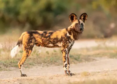 a spotted dog standing on a dirt road at Kruger Shalati - Train on The Bridge & Garden Suites in Skukuza