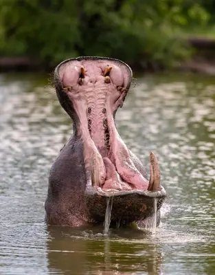 an animal with its mouth open in the water at Kruger Shalati - Train on The Bridge & Garden Suites in Skukuza