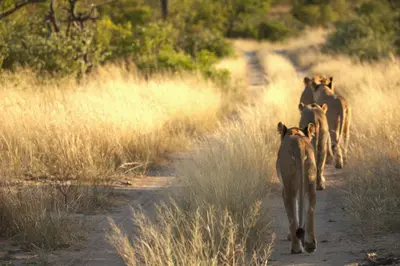 a group of hyenas walking down a dirt road at Imagine Africa Luxury Tented Camp in Balule Game Reserve