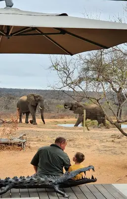 a man and a child sitting on a bench looking at an elephant at Imagine Africa Luxury Tented Camp in Balule Game Reserve