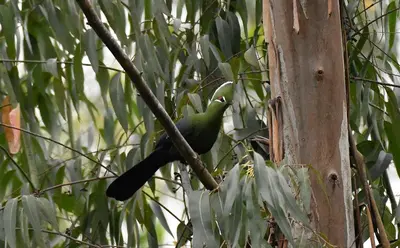 a green bird sitting on a tree branch at Tanamera Lodge in Hazyview