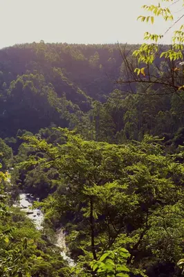 a view of a river in a forest with trees at Tanamera Lodge in Hazyview