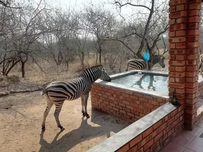 a zebra standing next to a brick tub at Bushbaby Eden in Marloth Park