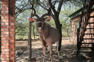 a gazelle standing next to a brick building at Bushbaby Eden in Marloth Park