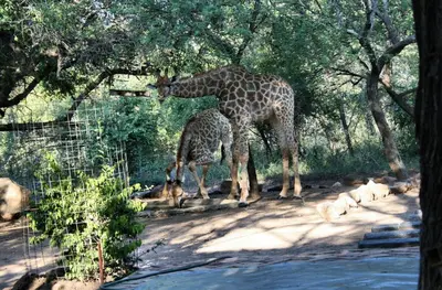 two giraffes standing next to each other under trees at Bushbaby Eden in Marloth Park