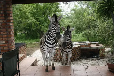 two zebras standing next to a brick wall at Bushbaby Eden in Marloth Park