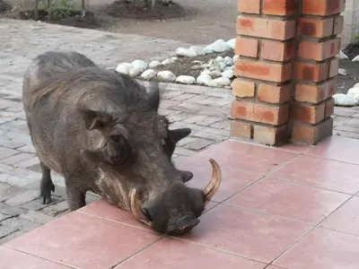 a hippopotamus standing on a brick floor with its head at Bushbaby Eden in Marloth Park