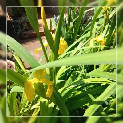 a group of yellow flowers in the grass at A-Cody Place in Louis Trichardt