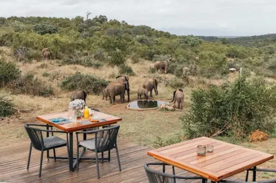 a table and chairs on a deck with a herd of elephants at Isambane Camp in Balule Game Reserve