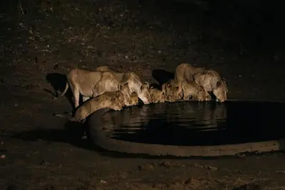 a group of elephants drinking from a pool of water at Isambane Camp in Balule Game Reserve