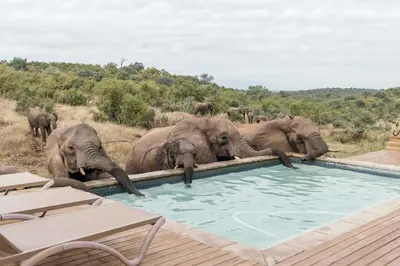a herd of elephants standing around a swimming pool at Isambane Camp in Balule Game Reserve