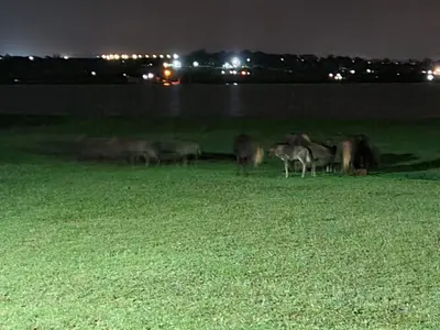 a group of animals standing in a field at night at Riverside Farm in Witbank