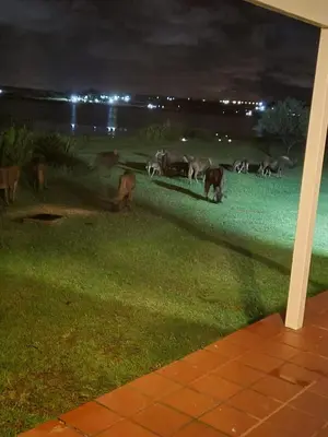 a group of cows grazing in a field at night at Riverside Farm in Witbank