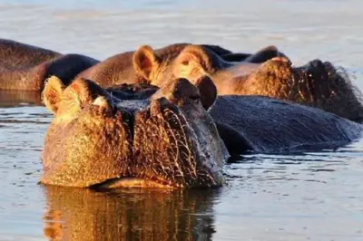 a group of hippos laying in the water at Duiker lodge in Mmukubyane