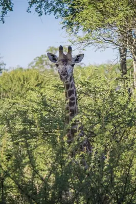a giraffe standing in front of some trees at Duiker lodge in Mmukubyane