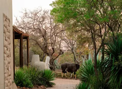 a cow walking down a sidewalk near some trees at Elements Private Golf Villa 295 in Mabula