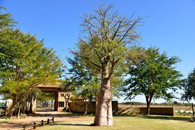 a tree in a field next to a building at Kameeldrift Waterfront Estate & Resort in Brits