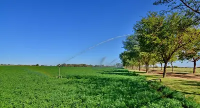 a row of trees in a field with a blue sky at Kameeldrift Waterfront Estate & Resort in Brits