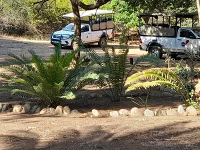 two vehicles parked in a parking lot with a palm tree at Bushriver Lodge in Mica