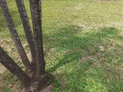 a tree in the middle of a field of grass at Thullyteams guesthouse in Tzaneen