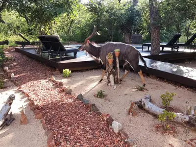 a cow standing in front of a picnic table at Gem In The Bush Lodge in Hoedspruit