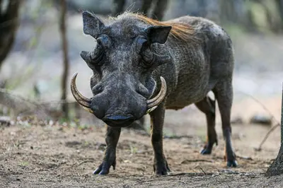 a close up of a wild animal with horns at Khaya Romantica - Bush getaway in Marloth Park