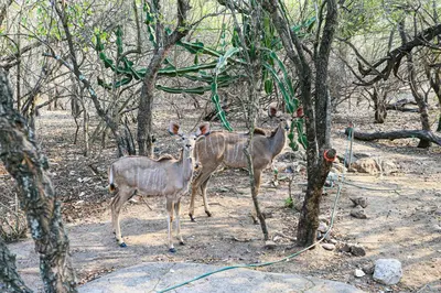 two deer standing next to each other in a forest at Khaya Romantica - Bush getaway in Marloth Park
