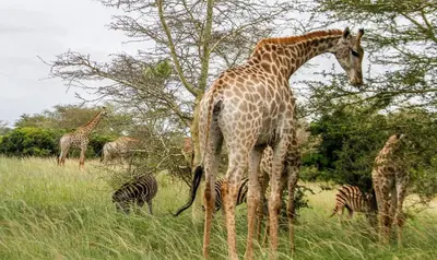 a group of giraffes and zebras in a field at SleepOver Kruger Gate in Skukuza