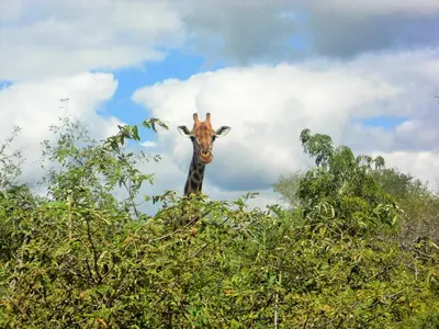 a giraffe peeking over the top of some trees at Lodge 54 in Hoedspruit