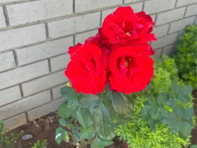 a group of red roses in front of a brick wall at ANG COMSAT Guesthouse in Northam